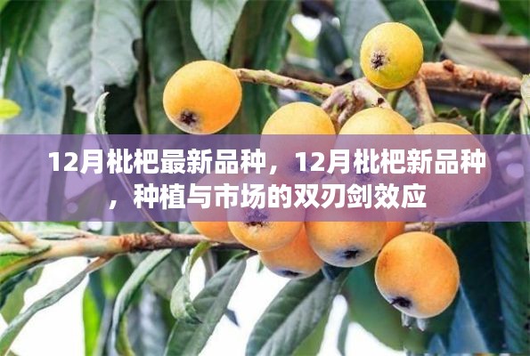 12月枇杷新品种，种植与市场双刃剑效应的探索