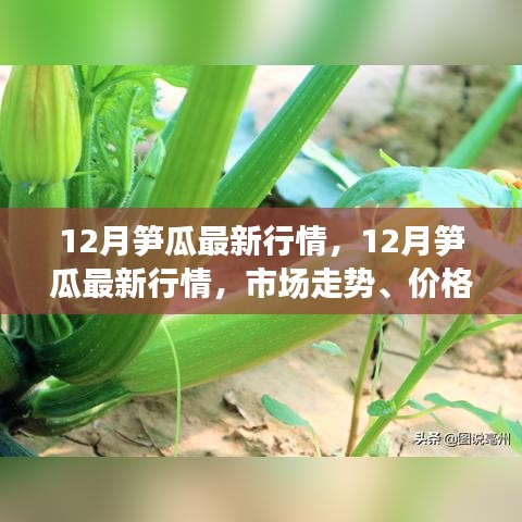 12月笋瓜行情概览，市场走势、价格分析与种植前景探讨