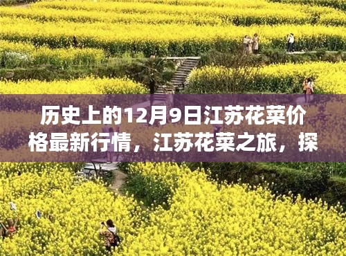 江苏花菜历史价格行情揭秘，探寻自然美景与内心宁静之旅的启程点