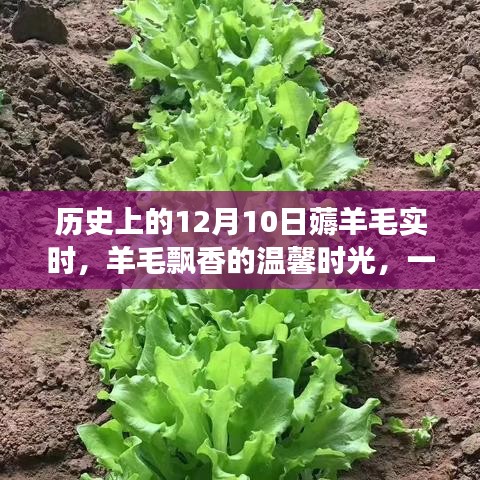 羊毛飘香的日子，一个关于薅羊毛的温馨故事纪实