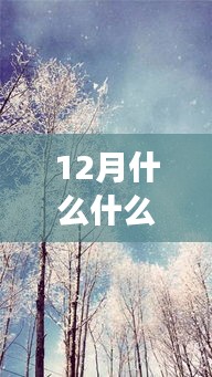 十二月踏雪寻梅，实时邂逅自然美景，寻觅内心宁静平和的时刻