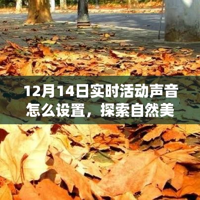 12月14日实时活动声音设置指南，自然美景探索之旅，追寻内心平静与喜悦