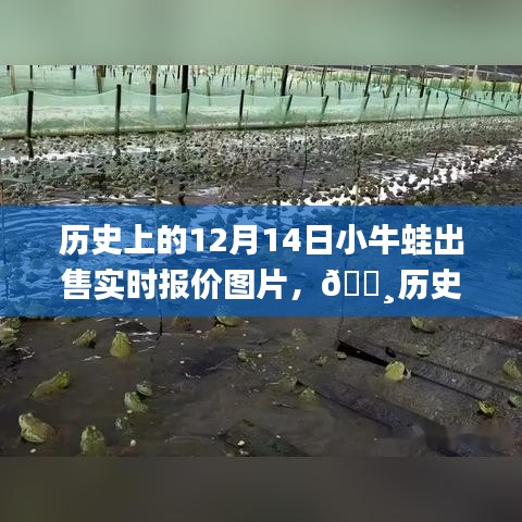 🐸历史时刻再现，小牛蛙智能报价系统——科技与生活的融合，实时报价图片回顾历史上的今天