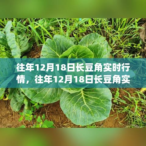 往年12月18日长豆角实时行情分析与深度解读