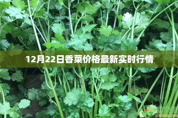 12月22日香菜价格实时行情更新