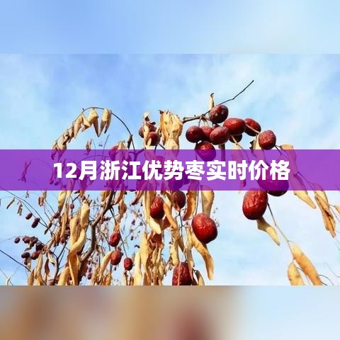 浙江优势枣实时价格查询