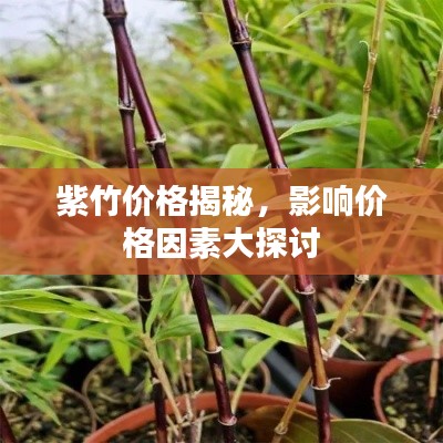 紫竹价格揭秘，影响价格因素大探讨