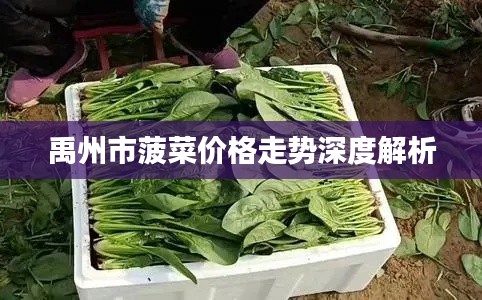 禹州市菠菜价格走势深度解析