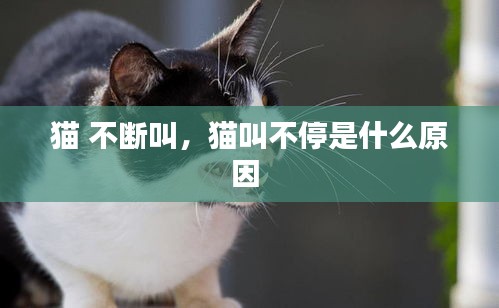 猫 不断叫，猫叫不停是什么原因 