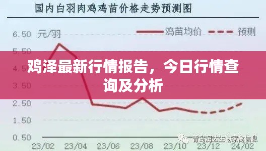 鸡泽最新行情报告，今日行情查询及分析