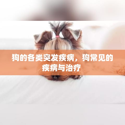 狗的各类突发疾病，狗常见的疾病与治疗 