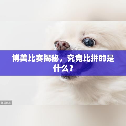 博美比赛揭秘，究竟比拼的是什么？