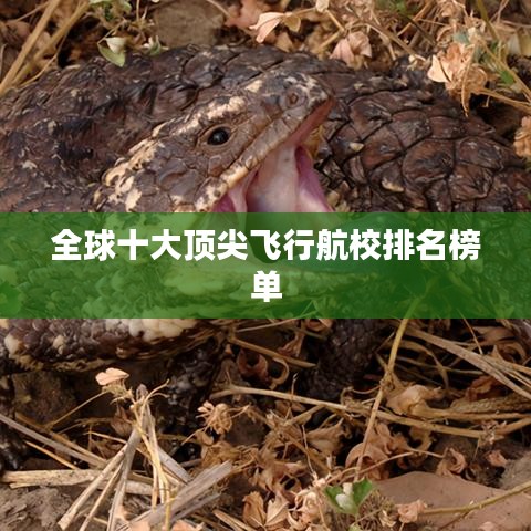 全球十大顶尖飞行航校排名榜单