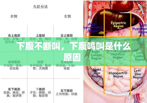 下腹不断叫，下腹鸣叫是什么原因 