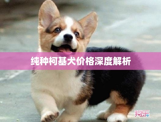 纯种柯基犬价格深度解析