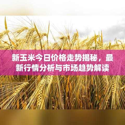 新玉米今日价格走势揭秘，最新行情分析与市场趋势解读