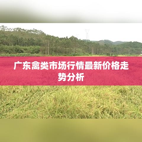 广东禽类市场行情最新价格走势分析