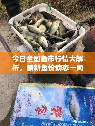 今日全国鱼市行情大解析，最新鱼价动态一网打尽