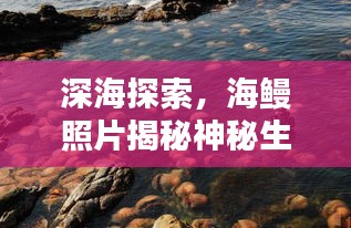 深海探索，海鳗照片揭秘神秘生物的魅力