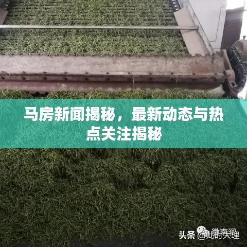 马房新闻揭秘，最新动态与热点关注揭秘