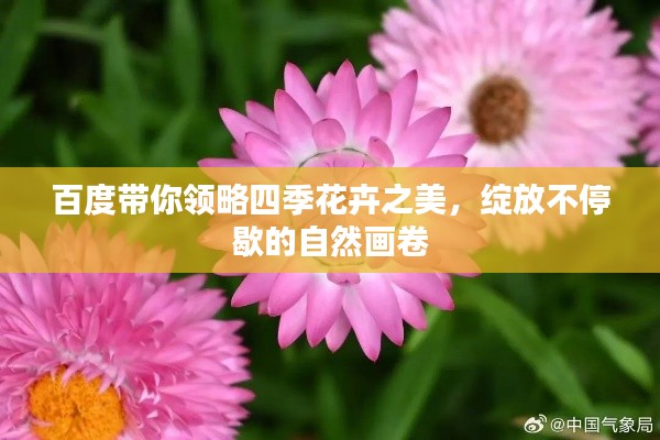 百度带你领略四季花卉之美，绽放不停歇的自然画卷