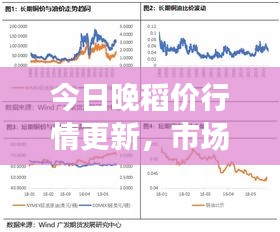 今日晚稻价行情更新，市场走势、影响因素深度解析