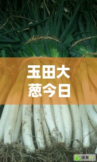 玉田大葱今日行情，最新价格揭秘！