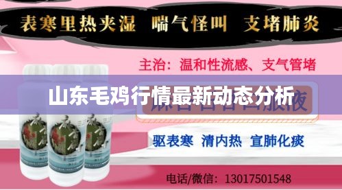 山东毛鸡行情最新动态分析