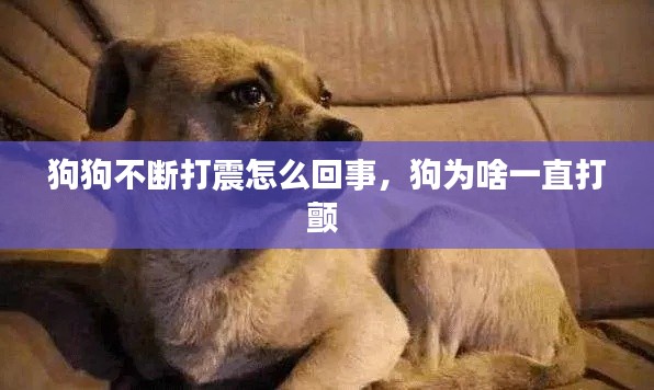 狗狗不断打震怎么回事，狗为啥一直打颤 