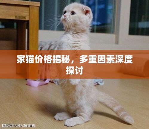 家猫价格揭秘，多重因素深度探讨