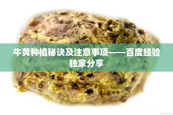 牛黄种植秘诀及注意事项——百度经验独家分享