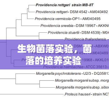 生物菌落实验，菌落的培养实验 