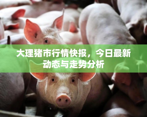 大理猪市行情快报，今日最新动态与走势分析