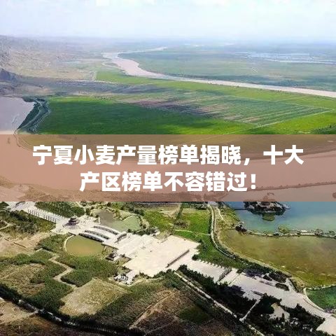 宁夏小麦产量榜单揭晓，十大产区榜单不容错过！