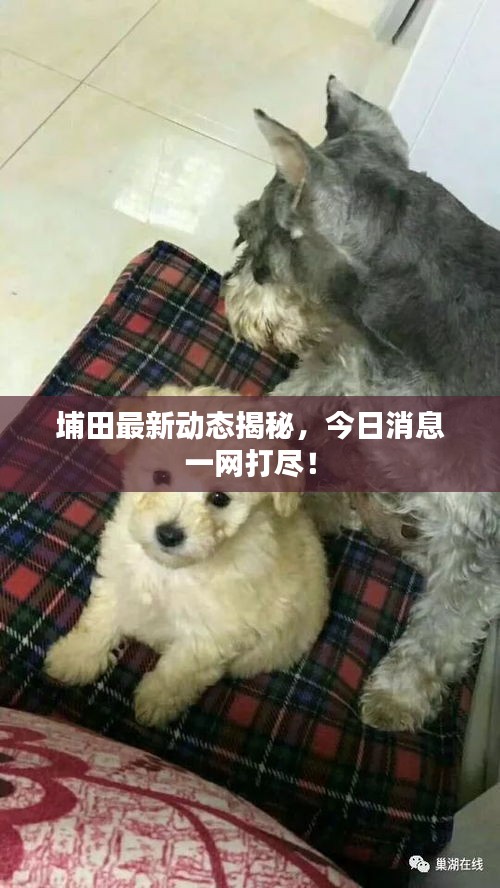 埔田最新动态揭秘，今日消息一网打尽！