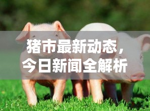 猪市最新动态，今日新闻全解析