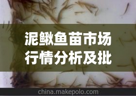 泥鳅鱼苗市场行情分析及批发价格参考