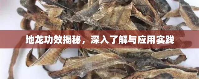 地龙功效揭秘，深入了解与应用实践