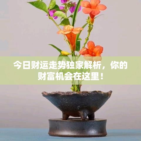 今日财运走势独家解析，你的财富机会在这里！